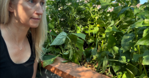 Kim lifts green-bean leaves to reveal ripe beans illuminated by early morning sunlight in her Colorado garden.