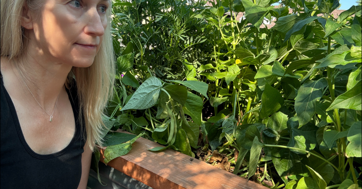 Kim lifts green-bean leaves to reveal ripe beans illuminated by early morning sunlight in her Colorado garden.
