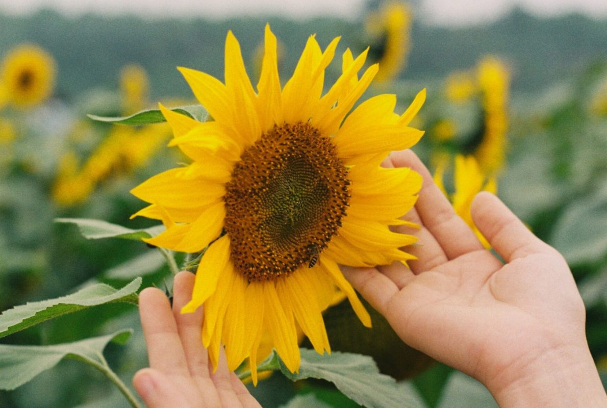 h-ng-ph-m-j5CegCDxfDU-unsplash