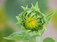 sunflower-1385276_640