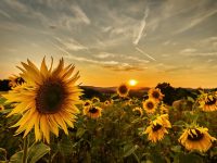 sunflower-3958790_640